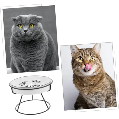 Qinhul Gamelle Slow Food en céramique pour chat