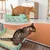 Qinhul Bac à litière jetable pour chat Qinhul Bac à litière jetable pour chat
