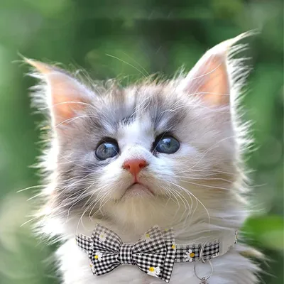 Qinhul Collier de positionnement anti-perte pour chat