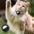 Qinhul Collier de positionnement anti-perte pour chat
