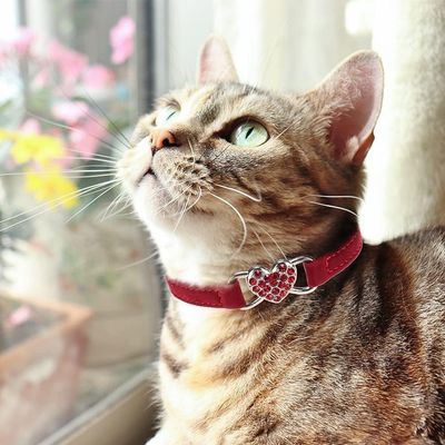 Qinhul Collar para gato con pedrería en forma de corazón