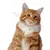 Qinhul Collier de perles pour chat Qinhul Collier de perles pour chat