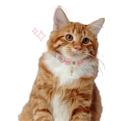 Qinhul Collier de perles pour chat Qinhul Collier de perles pour chat
