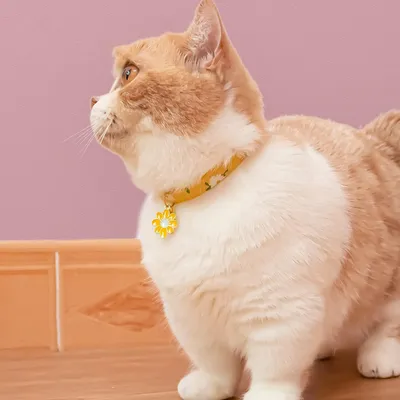 Qinhul Collier pour chat détachable avec clochette