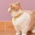 Collier pour chat détachable avec clochette