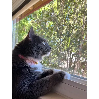 Collier pour chat avec nœud et clochette