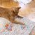 Qinhul Jouet pour chat Self-Hi
