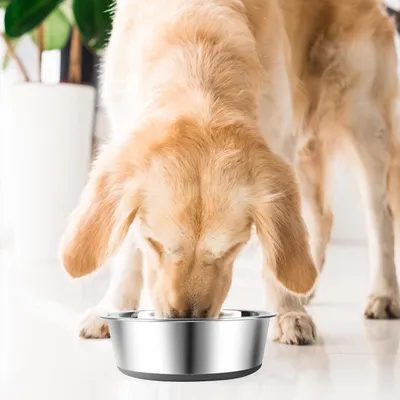 Qinhul Gamelle antidérapante en acier inoxydable pour chien