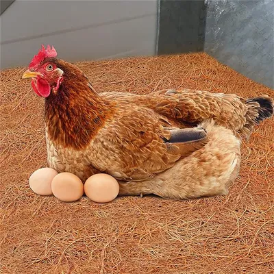 IntiMeg Coussin en coco de compagnie