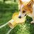 ZenPets Bouteille d'eau pour chat et chien