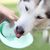 IntiMeg Bouteille d'eau 2 en 1 pour chien