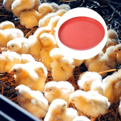 ZooVenture Assiettes Pour Alimentation De Volaille En 3 Pièces Pour Poules