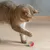 UAMLY Jouet interactif Balle arc-en-ciel pour chat
