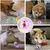 UAMLY Jouet pour chat, balle interactive à LED