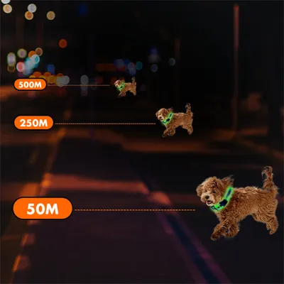 IntiMeg Collier LED lumineux pour animaux de compagnie