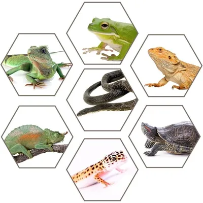 ZooVenture Boîte D'élevage Plastique Transparent Léger Pour Petits Animaux