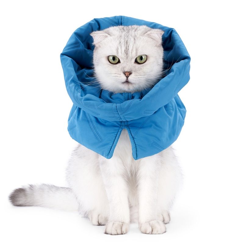 FurryFusion Collier anti-lèchage pour chat
