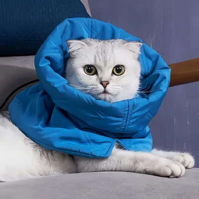 FurryFusion Collier anti-lèchage pour chat