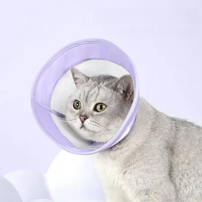 ZenPets Collier conique anti - léchage pour chat