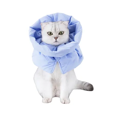 FurryFusion Collier anti-lèchage pour chat