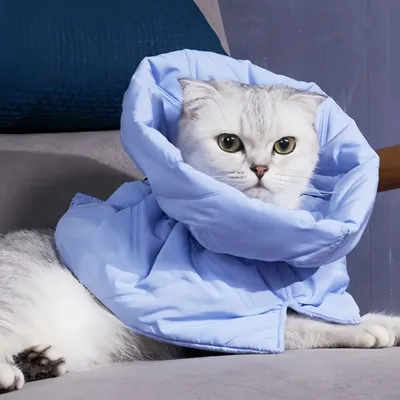 FurryFusion Collier anti-lèchage pour chat