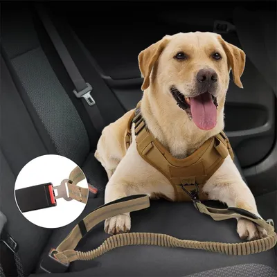 IntiMeg Correa extensible para perros con mosquetón