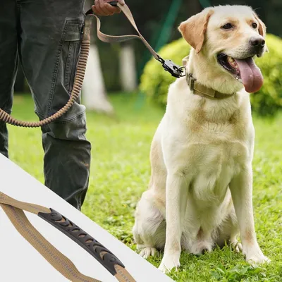 IntiMeg Correa extensible para perros con mosquetón