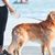 ZooVenture Ceinture rétractable pour chien