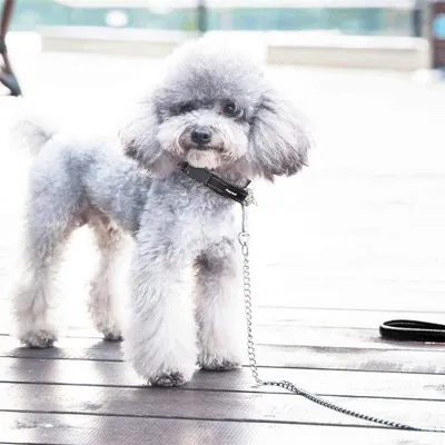 IntiMeg Laisse en chaîne pour chien de 120cm