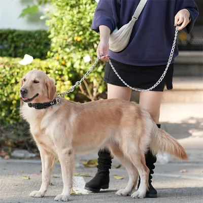 IntiMeg Laisse en chaîne pour chien de 120cm