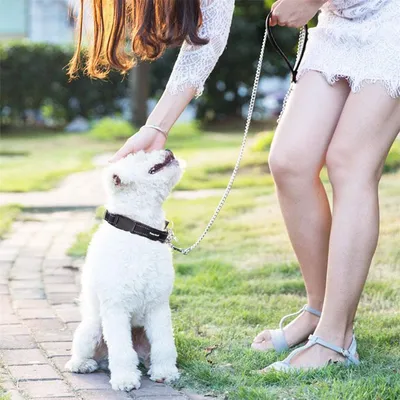 IntiMeg Laisse en chaîne pour chien de 120cm