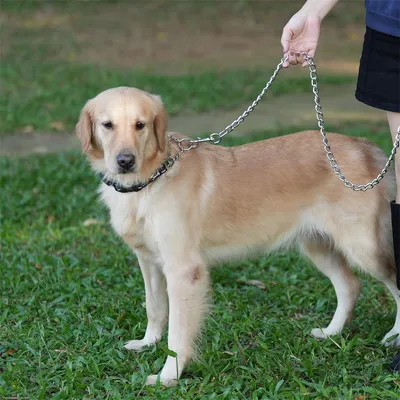 IntiMeg Laisse en chaîne pour chien de 120cm