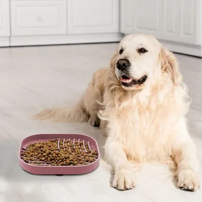 ZenPets Comedero de alimentación lenta para perros y gatos