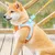 ZenPets Harnais pour chien et chat
