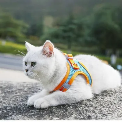 ZenPets Harnais pour chien et chat