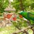 IntiMeg Jouet pour perroquet en bois naturel
