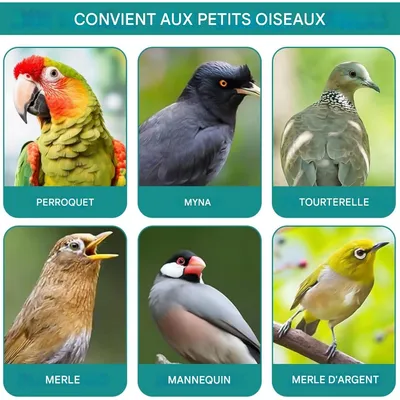 ZooVenture Lot Quatre Mangeoires En Os De Seiche Pour Oiseaux