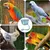 ZooVenture Ensemble De 2 Mangeoires Multiusages Pour Oiseaux