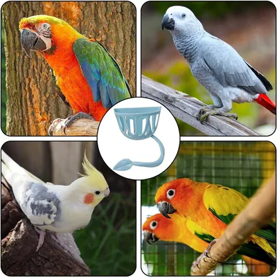 ZooVenture Ensemble De 2 Mangeoires Multiusages Pour Oiseaux