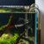 ZooVenture Verre Aquarium Plantes Tubulures Lily 13 Mm 16/22 Mm