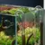 ZooVenture Verre Aquarium Plantes Tubulures Lily 13 Mm 16/22 Mm