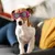 FurryFusion Sonnenbrillen für Hunde FurryFusion Sonnenbrillen für Hunde