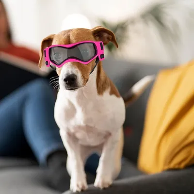 FurryFusion Sonnenbrillen für Hunde FurryFusion Sonnenbrillen für Hunde