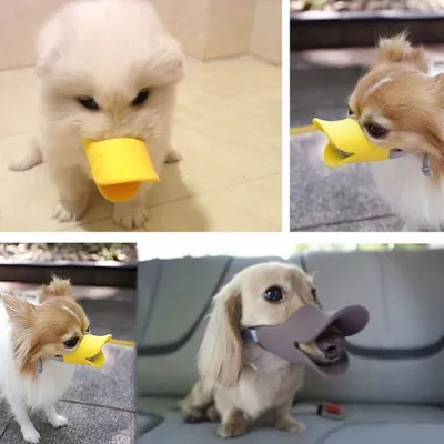 IntiMeg Muselière Bec de canard pour chien