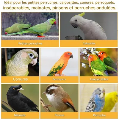 ZooVenture Deux Jouets Pour Oiseaux