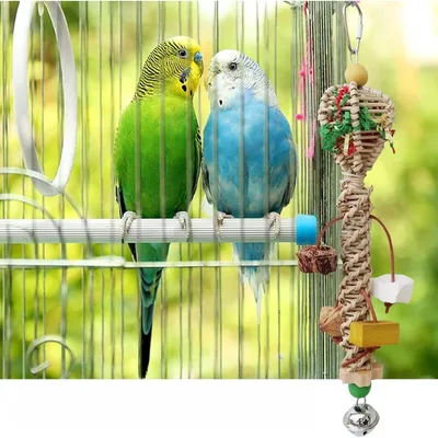 ZooVenture Jouet À Panier D'algues Coloré Pour Oiseaux