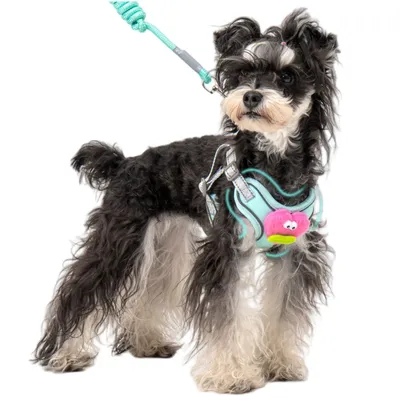 ZenPets Ensemble harnais et laisse pour chien