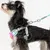 ZenPets Ensemble harnais et laisse pour chien
