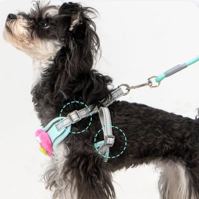 ZenPets Ensemble harnais et laisse pour chien
