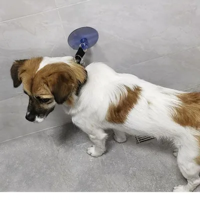 ZooVenture Attache de bain pour chien avec ventouse